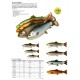 Savage Gear 4D Rattle Trout Shad 20.5cm