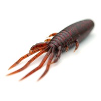 Raid Japan - Buggy Craw